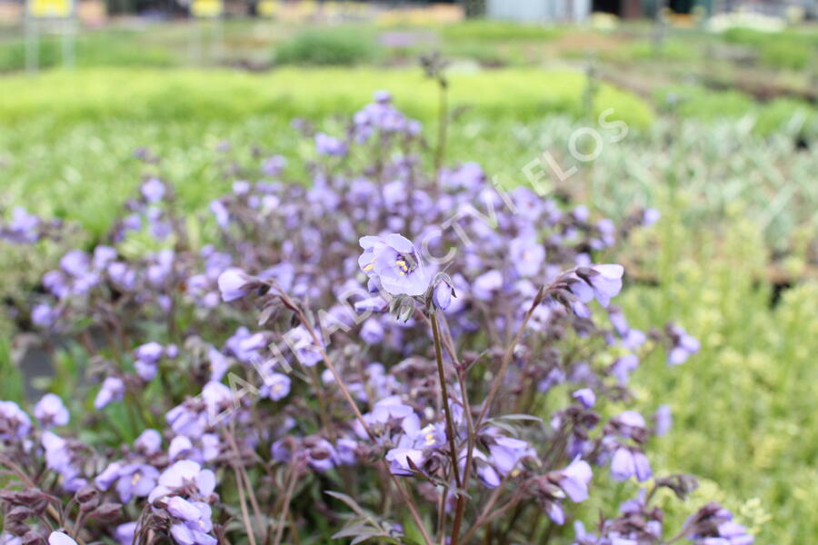 Jirnice 'Heaven Scent' - Polemonium hybridum 'Heaven Scent'