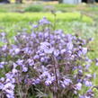 Jirnice 'Heaven Scent' - Polemonium hybridum 'Heaven Scent'