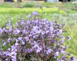 Jirnice 'Heaven Scent'