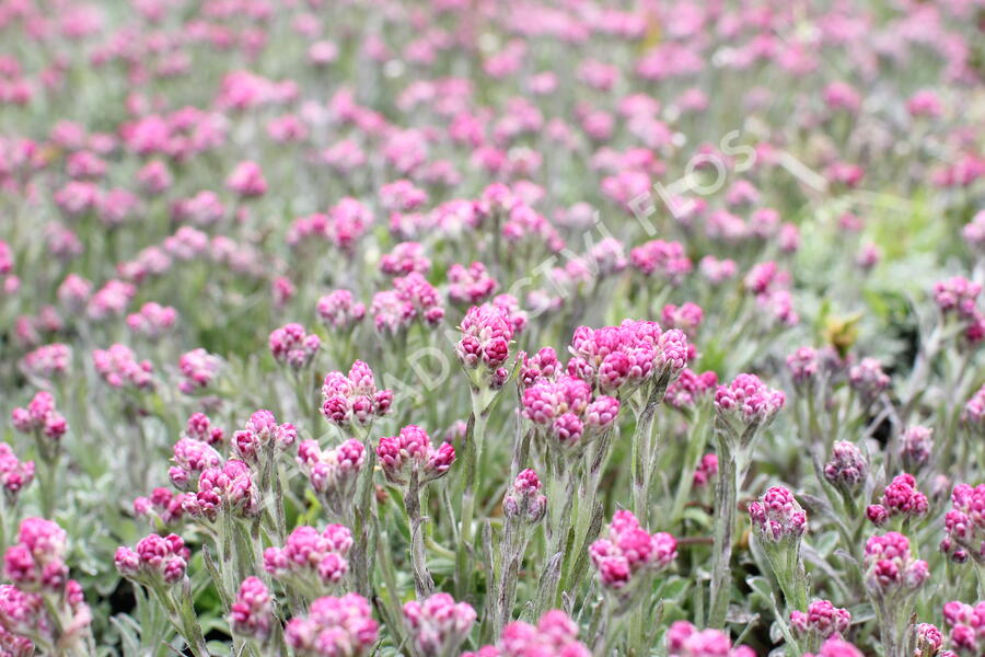 Kociánek dvoudomý 'Alex Duguid' - Antennaria dioica 'Alex Duguid'