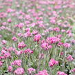 Kociánek dvoudomý 'Alex Duguid' - Antennaria dioica 'Alex Duguid'