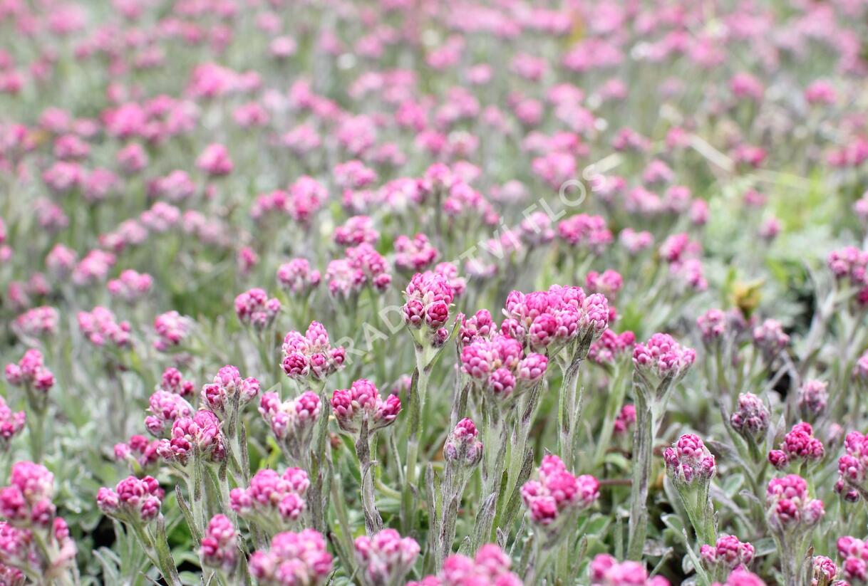 Kociánek dvoudomý 'Alex Duguid' - Antennaria dioica 'Alex Duguid'