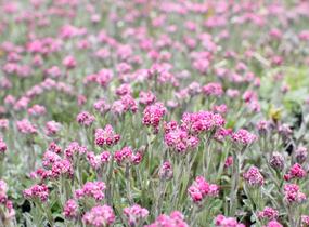 Kociánek dvoudomý 'Alex Duguid' - Antennaria dioica 'Alex Duguid'