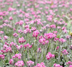 Kociánek dvoudomý 'Alex Duguid' - Antennaria dioica 'Alex Duguid'