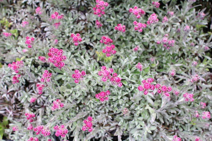 Kociánek dvoudomý 'Alex Duguid' - Antennaria dioica 'Alex Duguid'