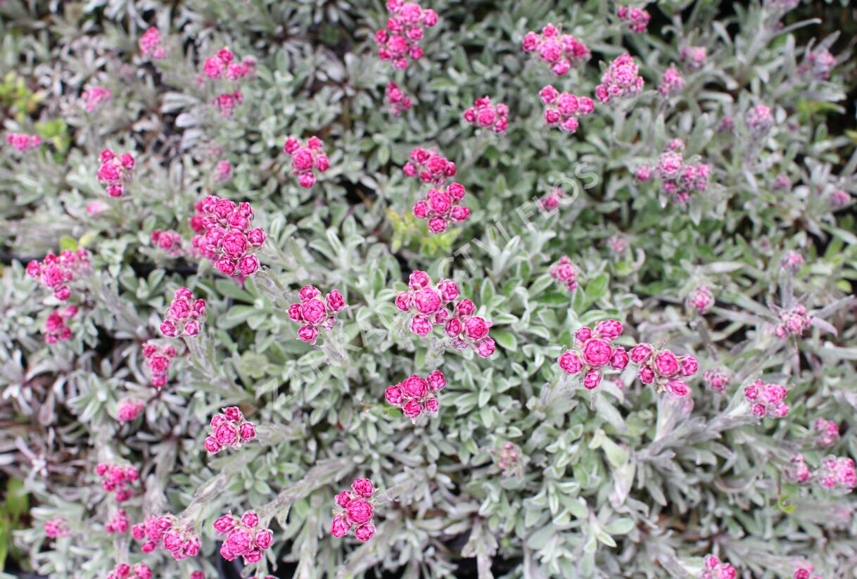 Kociánek dvoudomý 'Alex Duguid' - Antennaria dioica 'Alex Duguid'