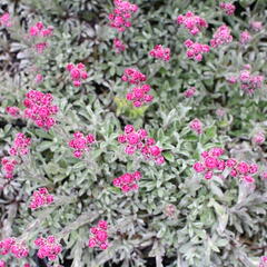 Kociánek dvoudomý 'Alex Duguid' - Antennaria dioica 'Alex Duguid'