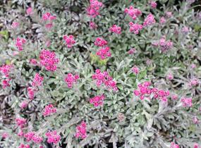 Kociánek dvoudomý 'Alex Duguid' - Antennaria dioica 'Alex Duguid'