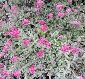 Kociánek dvoudomý 'Alex Duguid' - Antennaria dioica 'Alex Duguid'