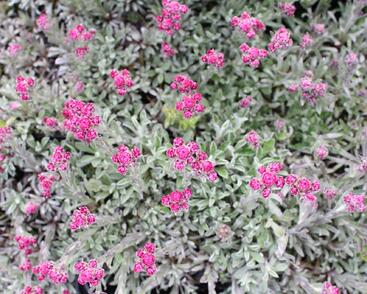 Kociánek dvoudomý 'Alex Duguid'