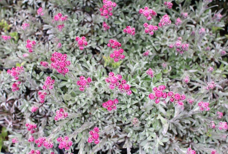 Kociánek dvoudomý 'Alex Duguid' - Antennaria dioica 'Alex Duguid'