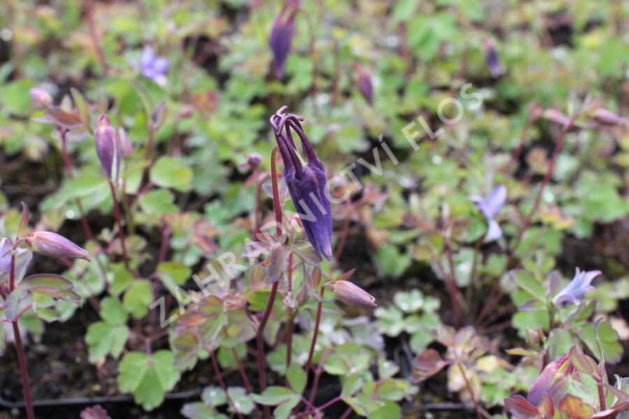 Orlíček 'Kirigami Deep Blue & White' - Aquilegia caerulea 'Kirigami Deep Blue & White'