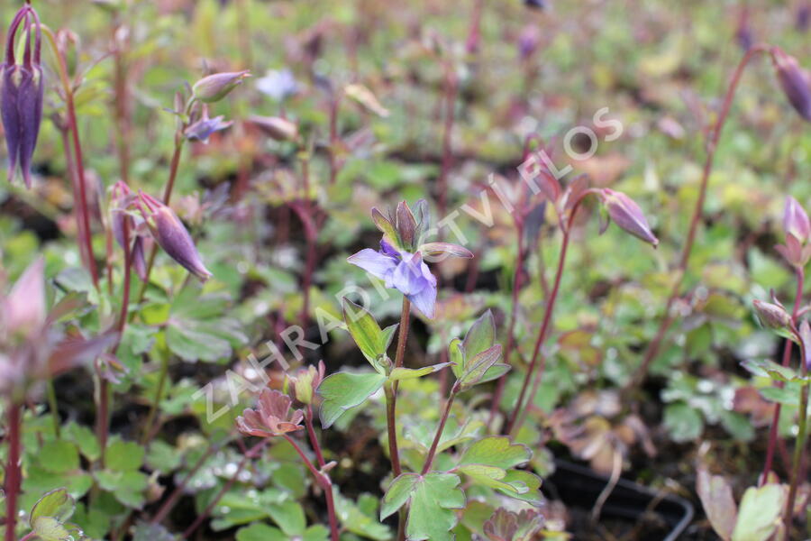 Orlíček 'Kirigami Deep Blue & White' - Aquilegia caerulea 'Kirigami Deep Blue & White'