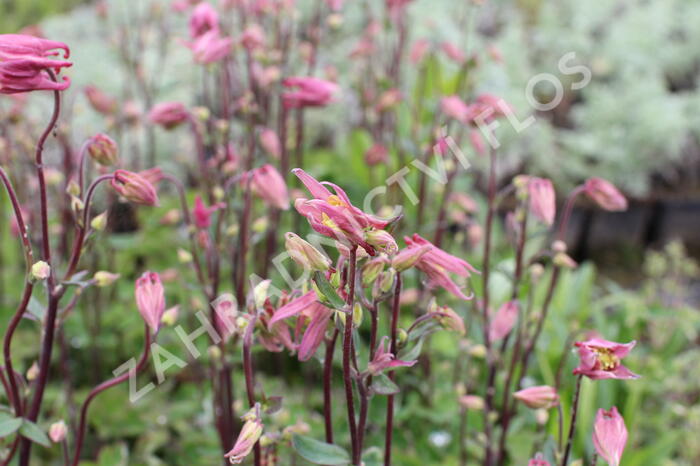 Orlíček obecný 'Winky Rose-Rose' - Aquilegia vulgaris 'Winky Rose-Rose'