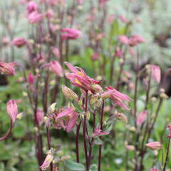 Orlíček obecný 'Winky Rose-Rose' - Aquilegia vulgaris 'Winky Rose-Rose'