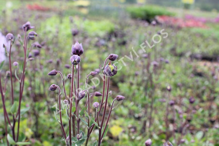 Orlíček obecný 'Winky Double Dark Blue- White' - Aquilegia vulgaris 'Winky Double Dark Blue- White'