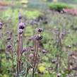 Orlíček obecný 'Winky Double Dark Blue- White' - Aquilegia vulgaris 'Winky Double Dark Blue- White'