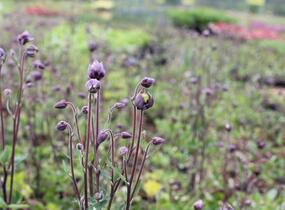 Orlíček obecný 'Winky Double Dark Blue- White' - Aquilegia vulgaris 'Winky Double Dark Blue- White'