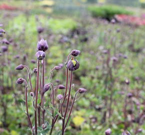 Orlíček obecný 'Winky Double Dark Blue- White' - Aquilegia vulgaris 'Winky Double Dark Blue- White'