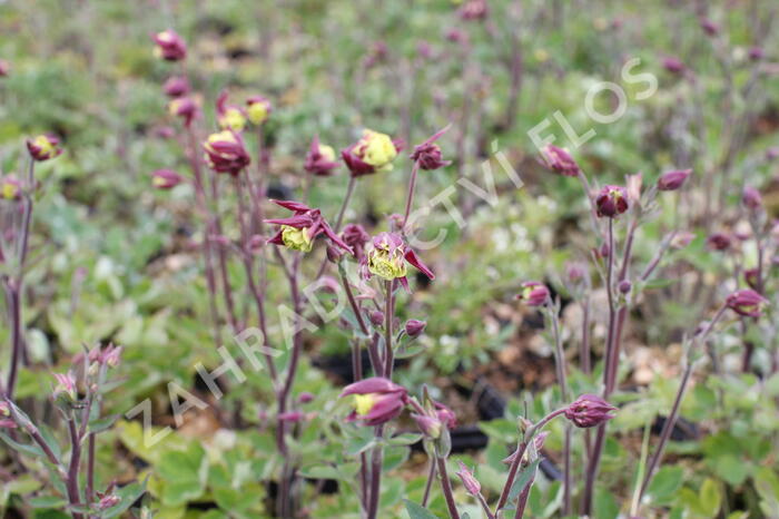 Orlíček obecný 'Winky Double Red-White' - Aquilegia vulgaris 'Winky Double Red-White'