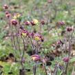 Orlíček obecný 'Winky Double Red-White' - Aquilegia vulgaris 'Winky Double Red-White'