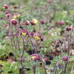 Orlíček obecný 'Winky Double Red-White' - Aquilegia vulgaris 'Winky Double Red-White'