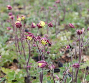 Orlíček obecný 'Winky Double Red-White' - Aquilegia vulgaris 'Winky Double Red-White'