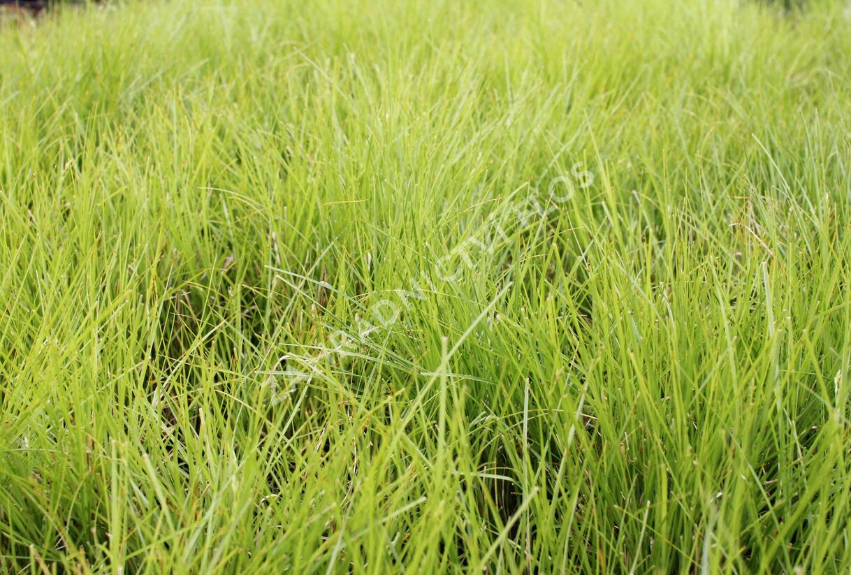 Ostřice řídkoklasá - Carex remota