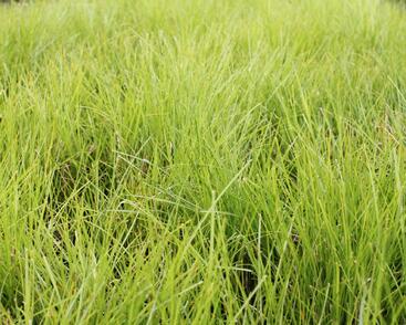 Ostřice řídkoklasá