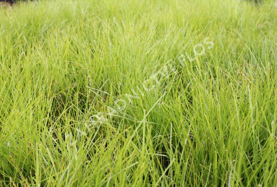 Ostřice řídkoklasá - Carex remota
