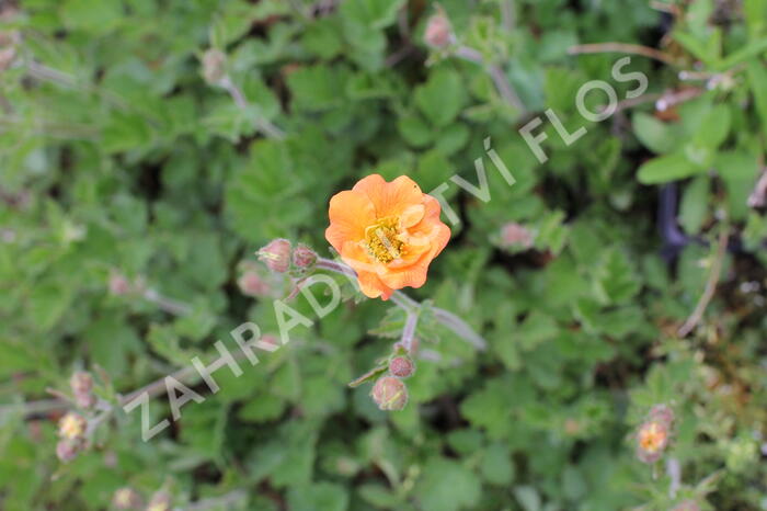 Kuklík 'Totally Tangerine' - Geum 'Totally Tangerine'