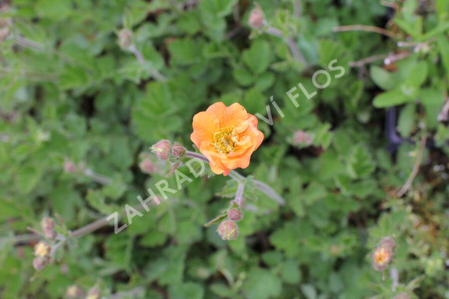 Kuklík 'Totally Tangerine' - Geum 'Totally Tangerine'