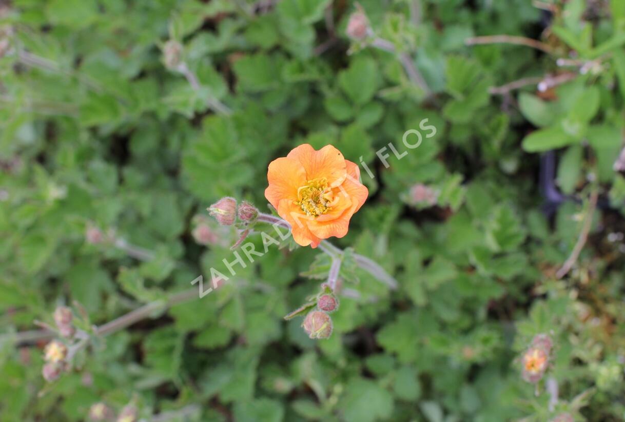 Kuklík 'Totally Tangerine' - Geum 'Totally Tangerine'