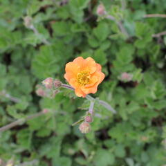 Kuklík 'Totally Tangerine' - Geum 'Totally Tangerine'