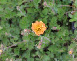 Kuklík 'Totally Tangerine'
