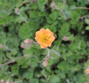 Kuklík 'Totally Tangerine' - Geum 'Totally Tangerine'