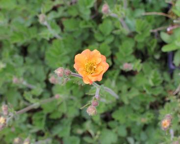 Kuklík 'Totally Tangerine'