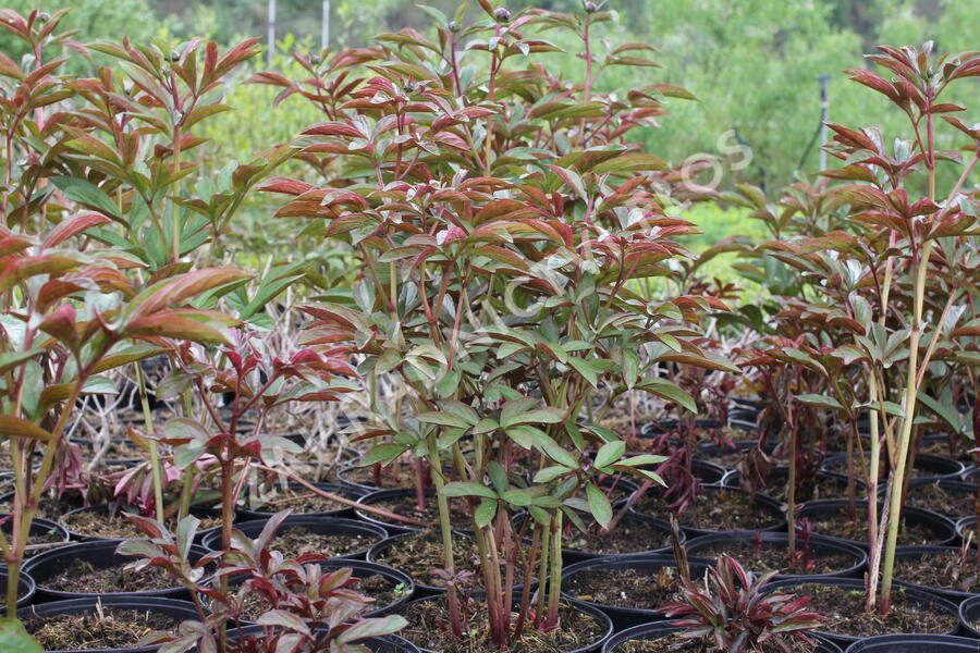 Pivoňka bělokvětá 'Victoire de la Marne' - Paeonia lactiflora 'Victoire de la Marne'