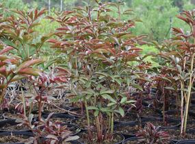 Pivoňka bělokvětá 'Victoire de la Marne' - Paeonia lactiflora 'Victoire de la Marne'