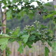 Hloh obecný 'Rosea Plena' - Crataegus laevigata 'Rosea Plena'