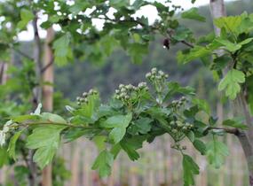 Hloh obecný 'Rosea Plena' - Crataegus laevigata 'Rosea Plena'