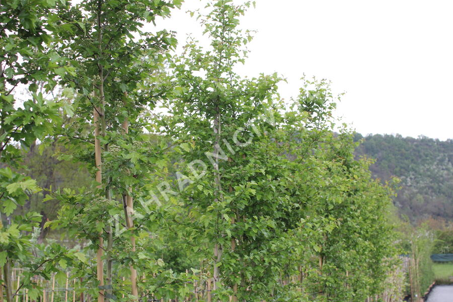 Hloh obecný 'Rosea Plena' - Crataegus laevigata 'Rosea Plena'