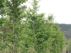 Hloh obecný 'Rosea Plena' - Crataegus laevigata 'Rosea Plena'