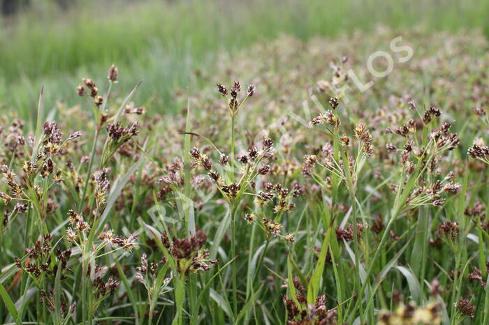 Bika mnohokvětá - Luzula multiflora