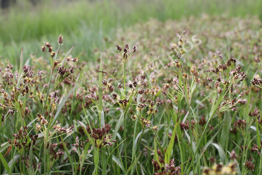 Bika mnohokvětá - Luzula multiflora