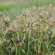 Bika mnohokvětá - Luzula multiflora