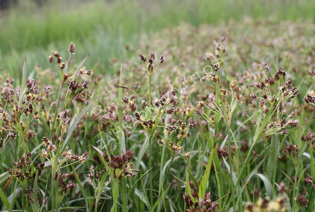 Bika mnohokvětá - Luzula multiflora