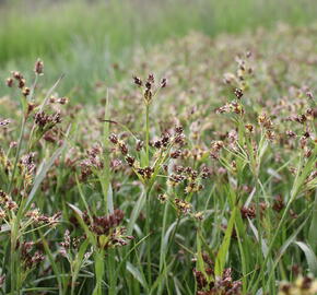 Bika mnohokvětá - Luzula multiflora