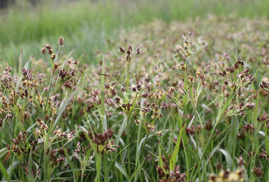 Bika mnohokvětá - Luzula multiflora
