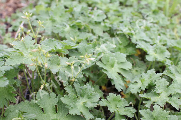 Kakost 'Alan Mayes' - Geranium 'Alan Mayes'